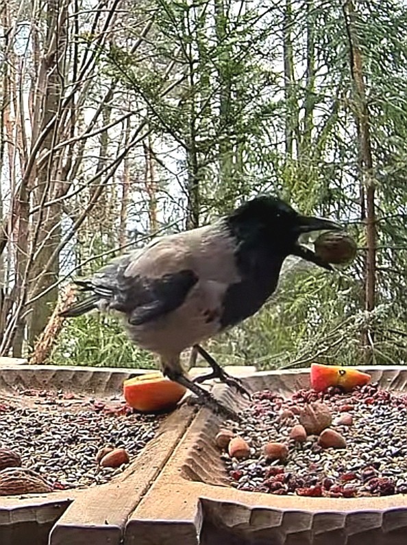 livebirdspoland_07f447164e2411080fd450edc6b4639d.jpg
