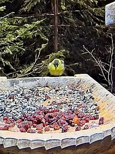 livebirdspoland_b6df53e2004545b7ae3c180a7a67d924.jpg
