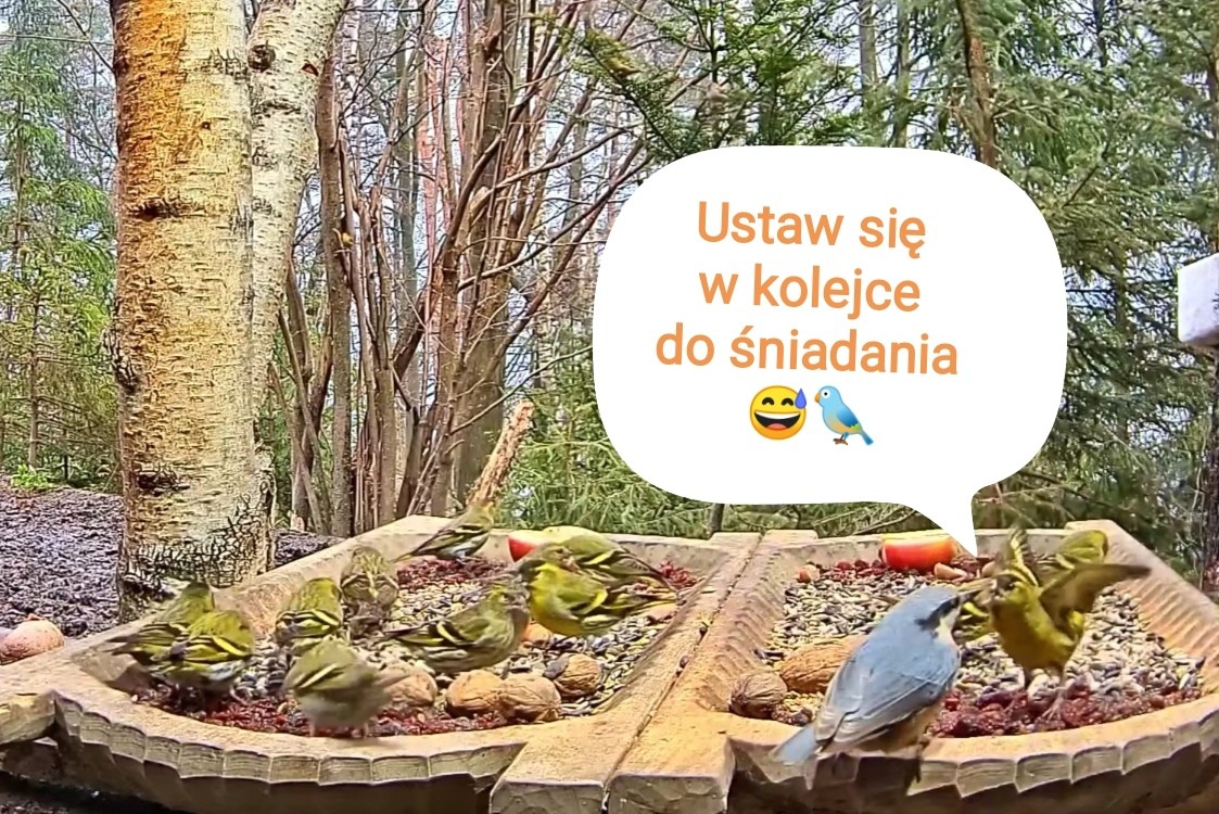 livebirdspoland_2094856a56ee8fa0c785338d7c789197.jpg