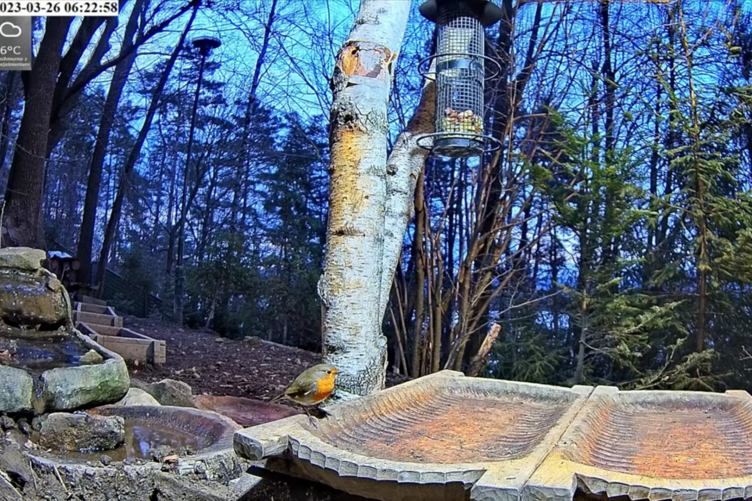 livebirdspoland_eb7d48922b3ee58b189c16e8384a3697.jpg
