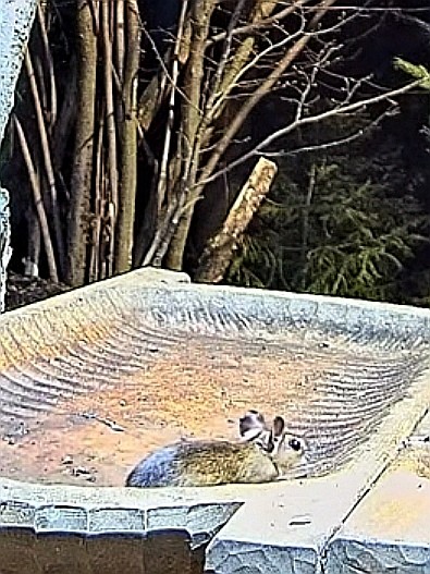 livebirdspoland_e2591ffe404f93367308c71640ae4d75.jpg