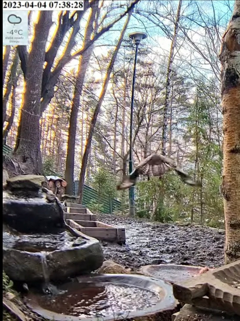 livebirdspoland_96c097056387ddf3ed906250c9d4f41b.jpg