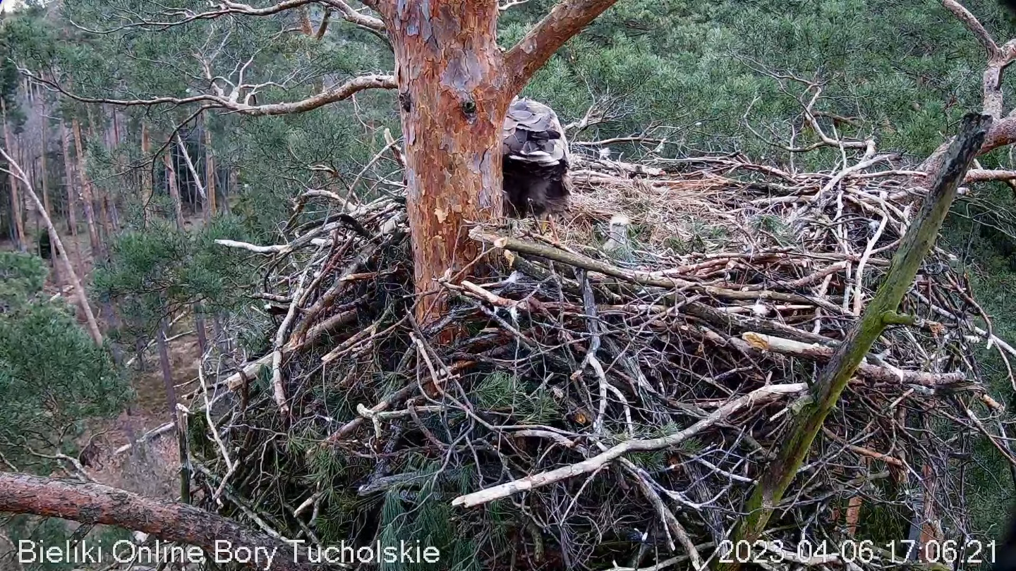 livebirdspoland_9c17062a2aa939c59df6ce05e0f3f49d.png