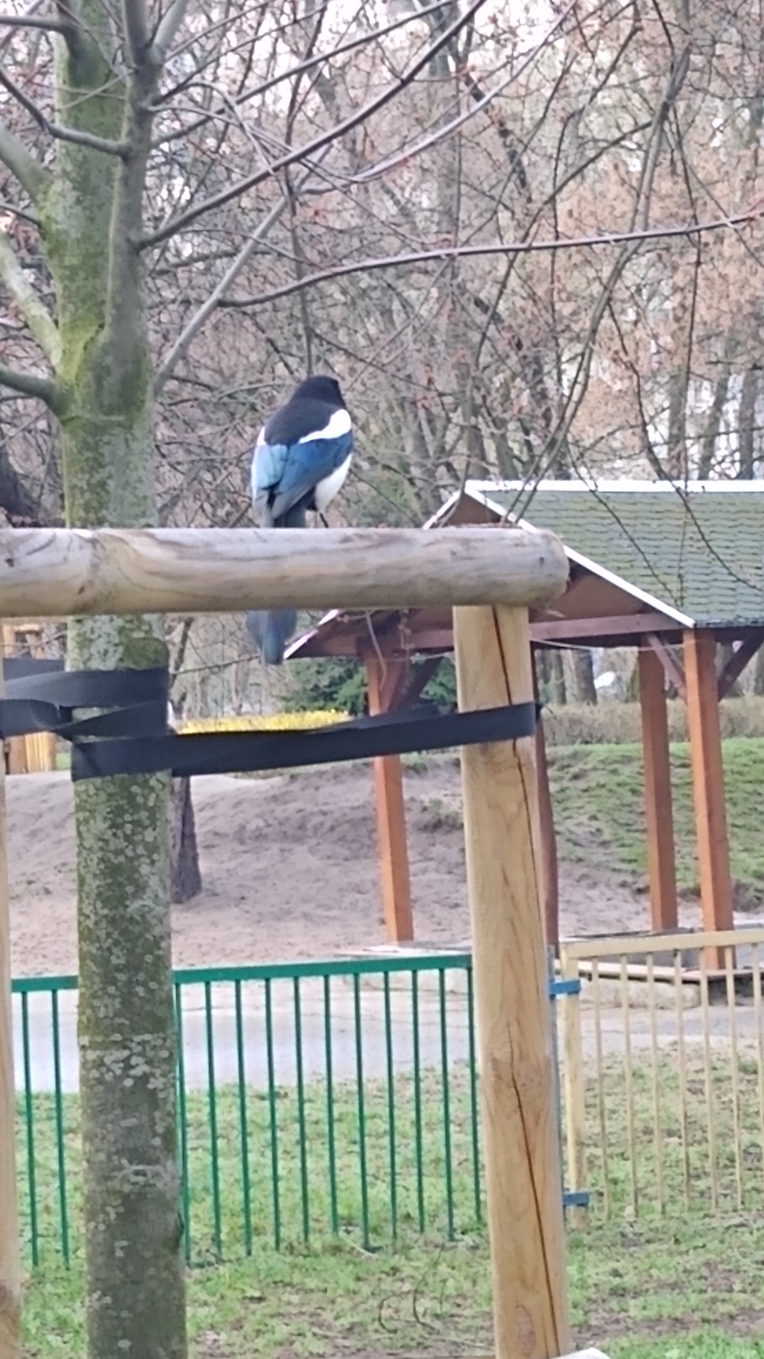 livebirdspoland_0fd4bbe1bece23cb9bd2adbb466538c2.jpg