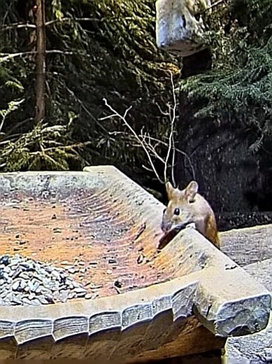 livebirdspoland_b27d4817844b03eda788e902a967f3b4.jpg