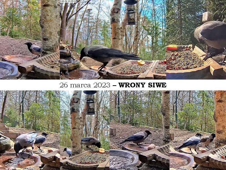livebirdspoland_fa8a91fde0f9a1ca22c534c5baf7e882.jpg