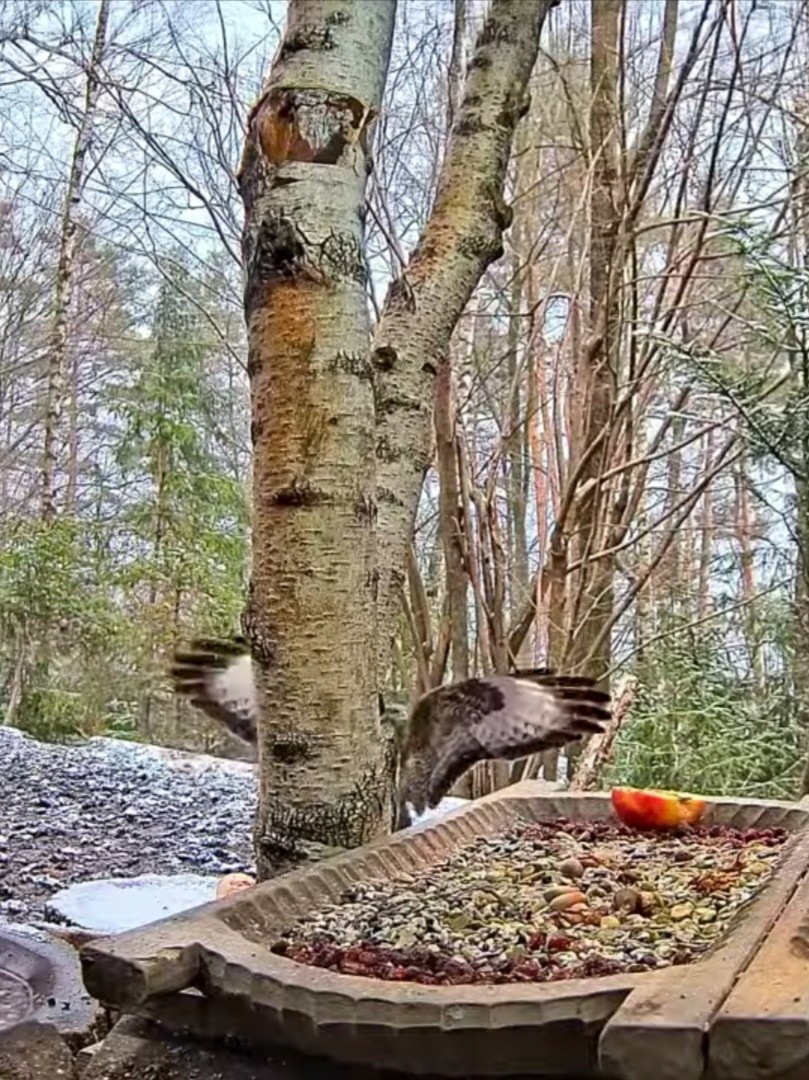 livebirdspoland_bea55873bd5cc8a19fef4c03b84ecccc.jpg