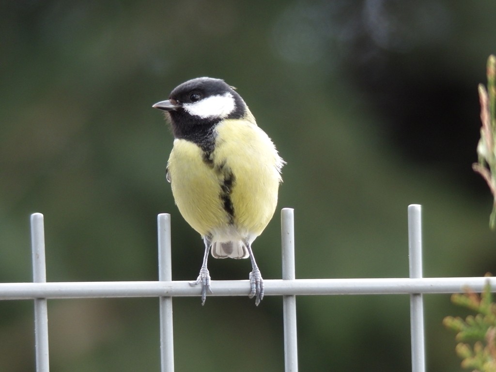 livebirdspoland_0935c47061236436e2af7f853a75190f.jpg
