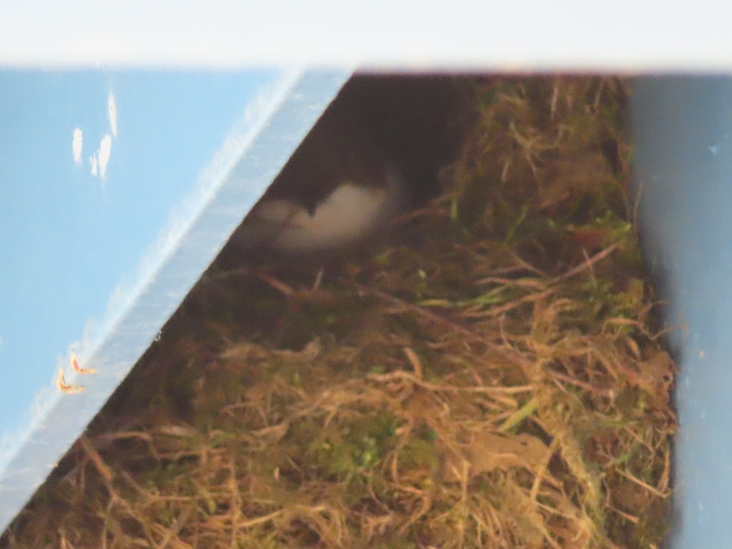 livebirdspoland_b0b7d3144754e825bbe99e7199776a51.jpg