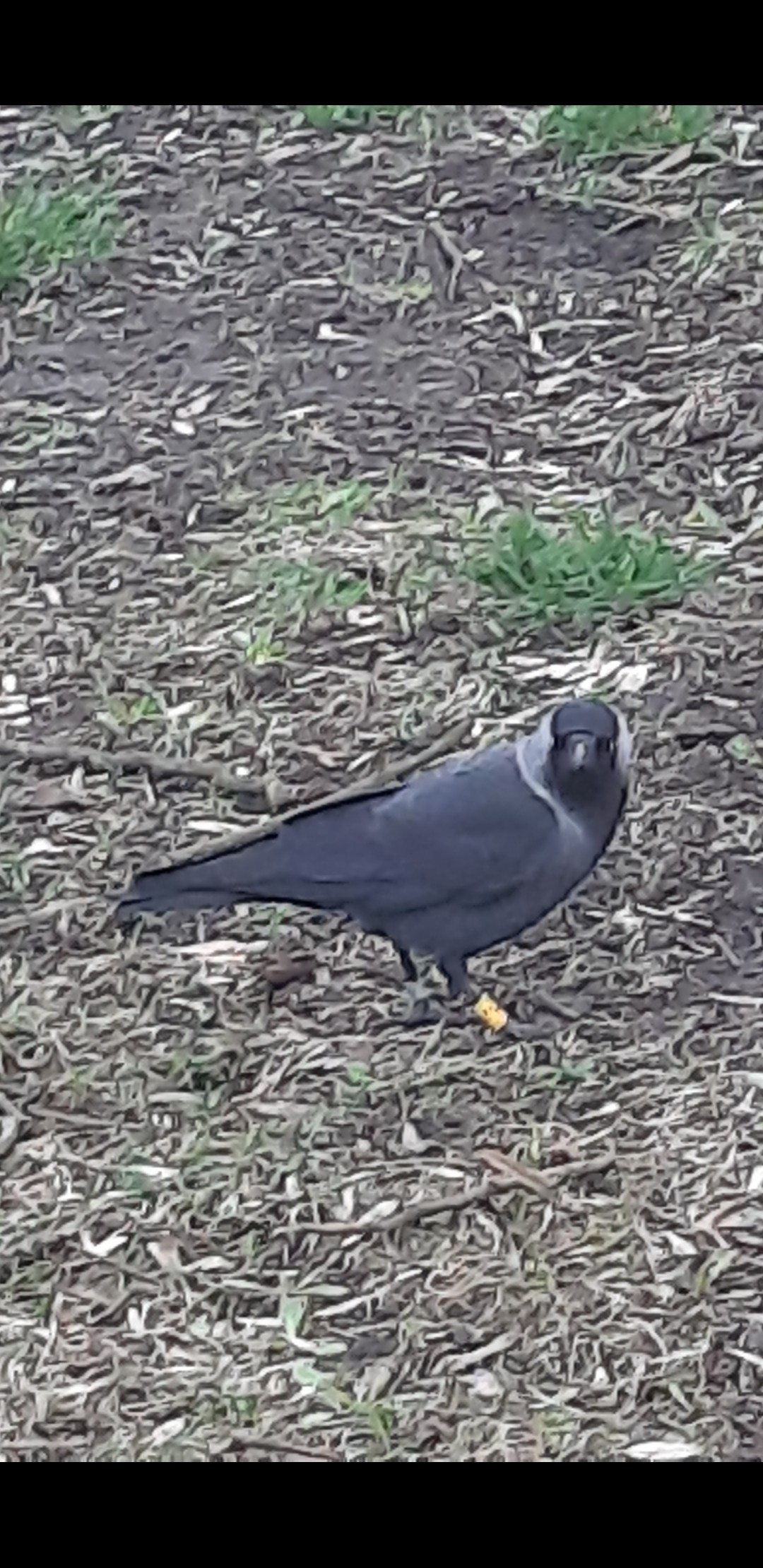 livebirdspoland_a78bd34cc9013c7cbe3c2c995560ad88.jpg