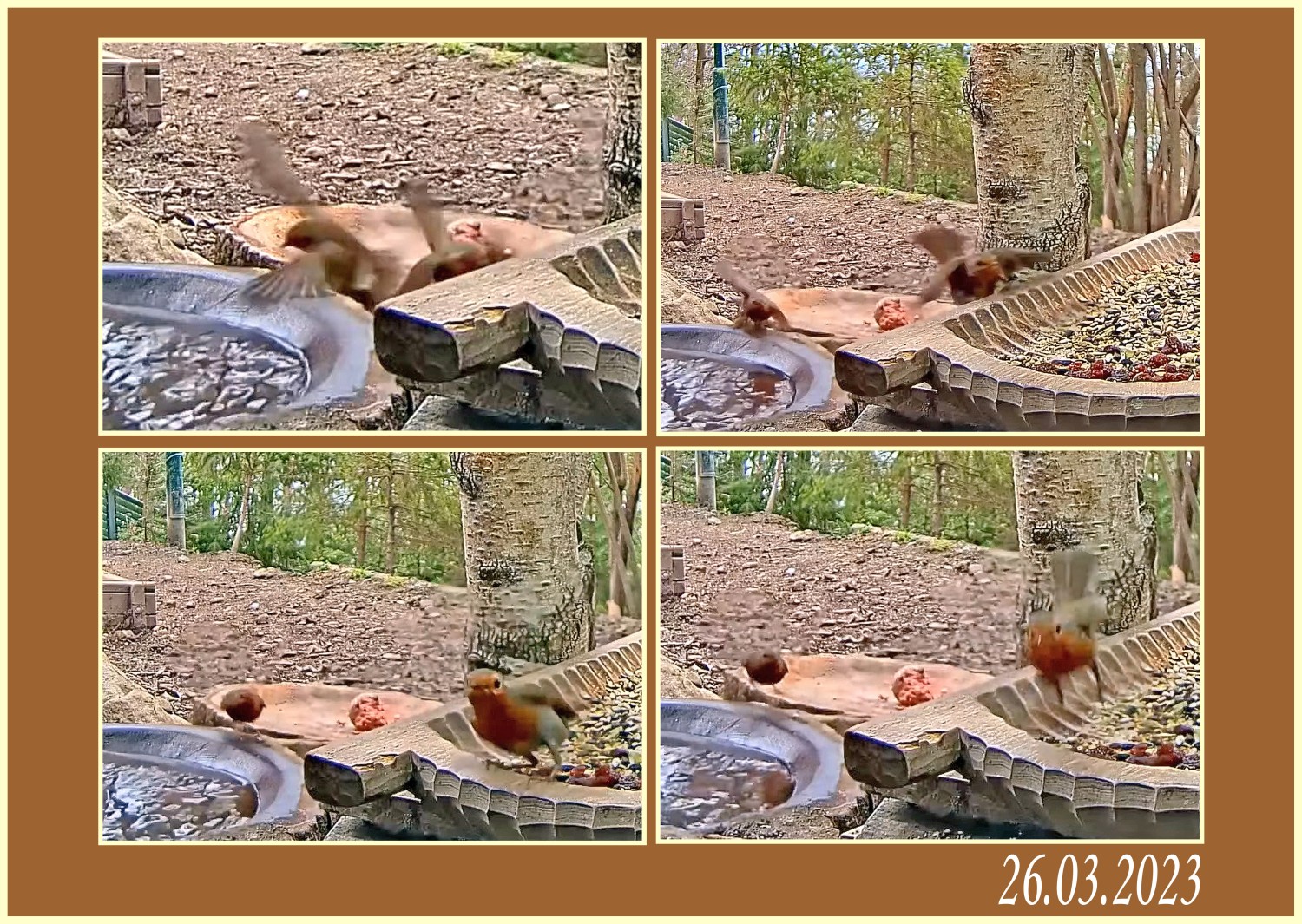 livebirdspoland_07ba67aa3289c5af5041cf32ff3b417b.jpg
