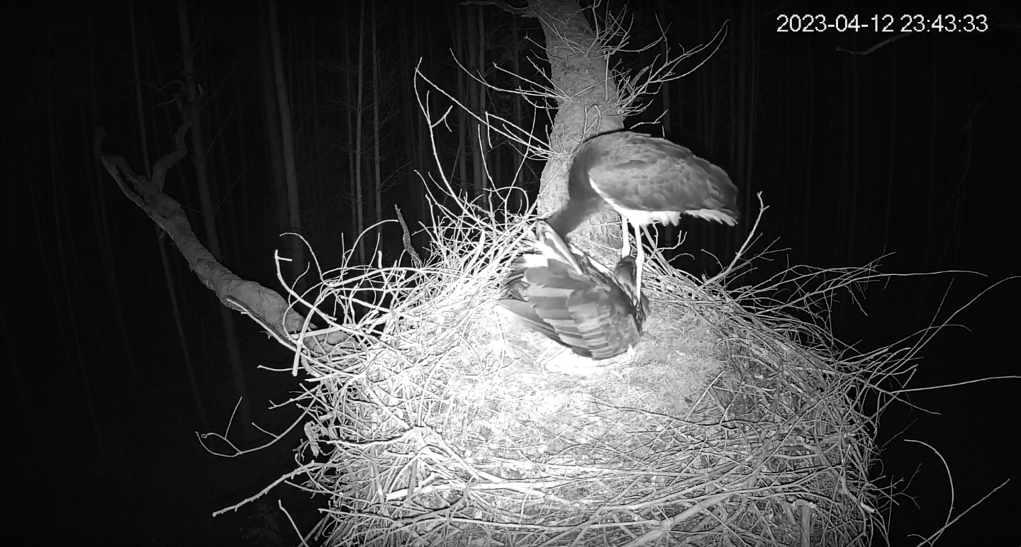 livebirdspoland_8bf70f7092bc62890b3589a33706dd60.png