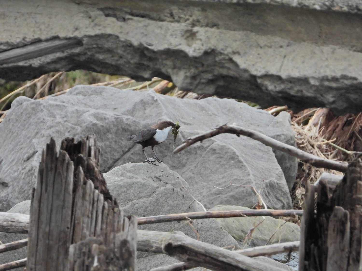 livebirdspoland_4bd12c53fa43749fd2f25765998ea4b1.jpg