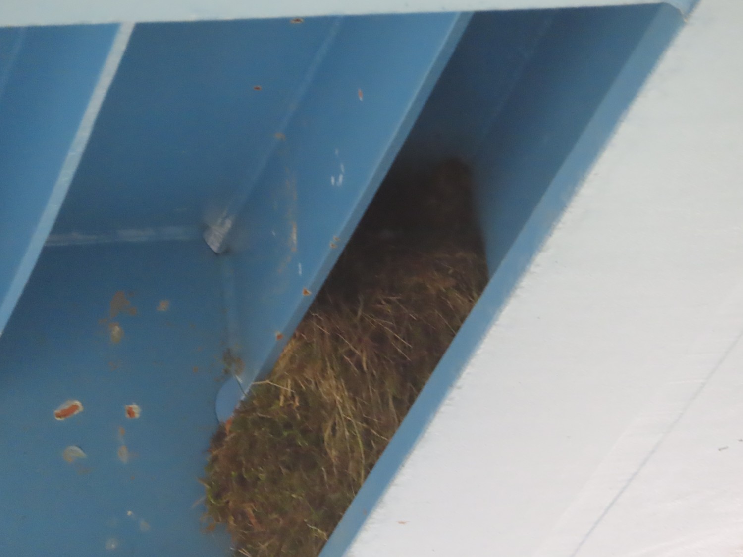 livebirdspoland_777339979f5859a98c5a435c05edecce.jpg