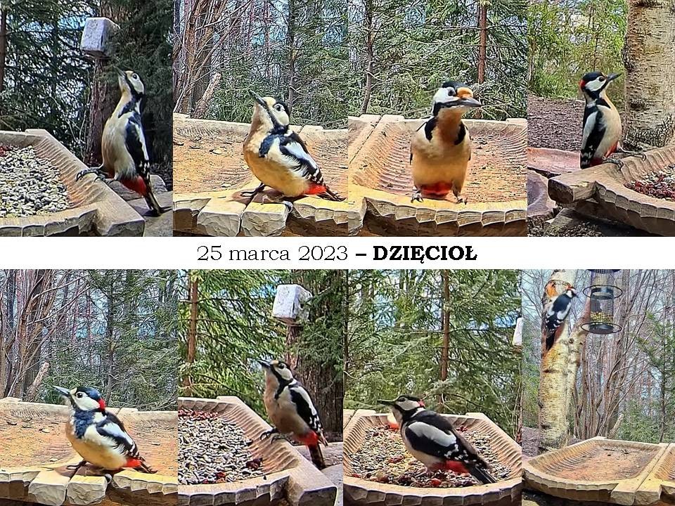 livebirdspoland_82628fd706d222decb3bf9d83c934246.jpg