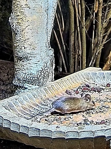 livebirdspoland_57464c99475a21439d35fe29a252c8c7.jpg