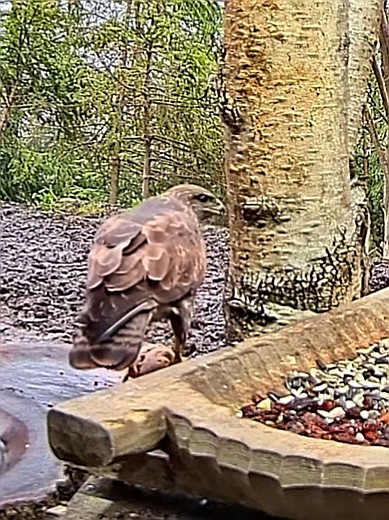livebirdspoland_e4e3194e264ae1f24b15e675b83dd5b9.jpg