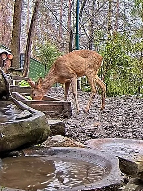 livebirdspoland_6ee5331cdab020f351b2f509a59f45fa.jpg