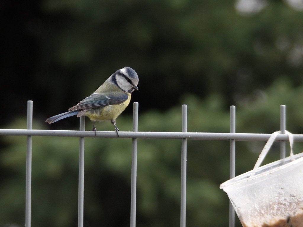 livebirdspoland_96ca727e9c8e857d7c1688ae463403a3.jpg