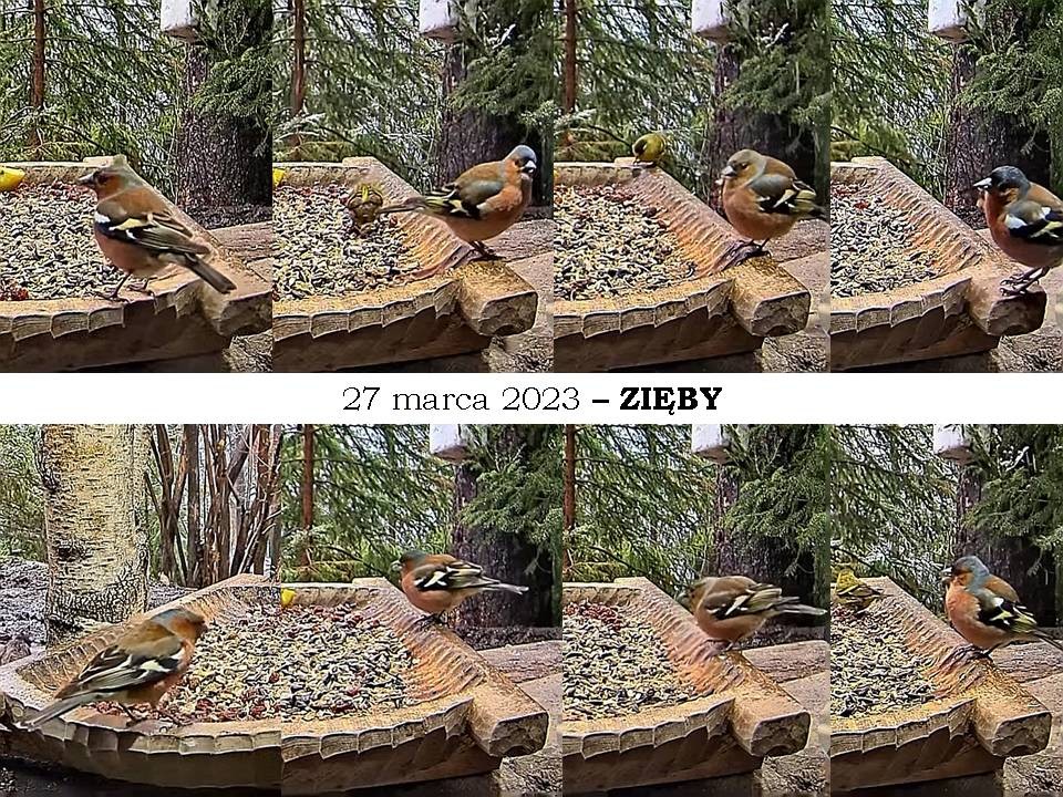 livebirdspoland_e75e329f5270d819051d7d7179e31dce.jpg