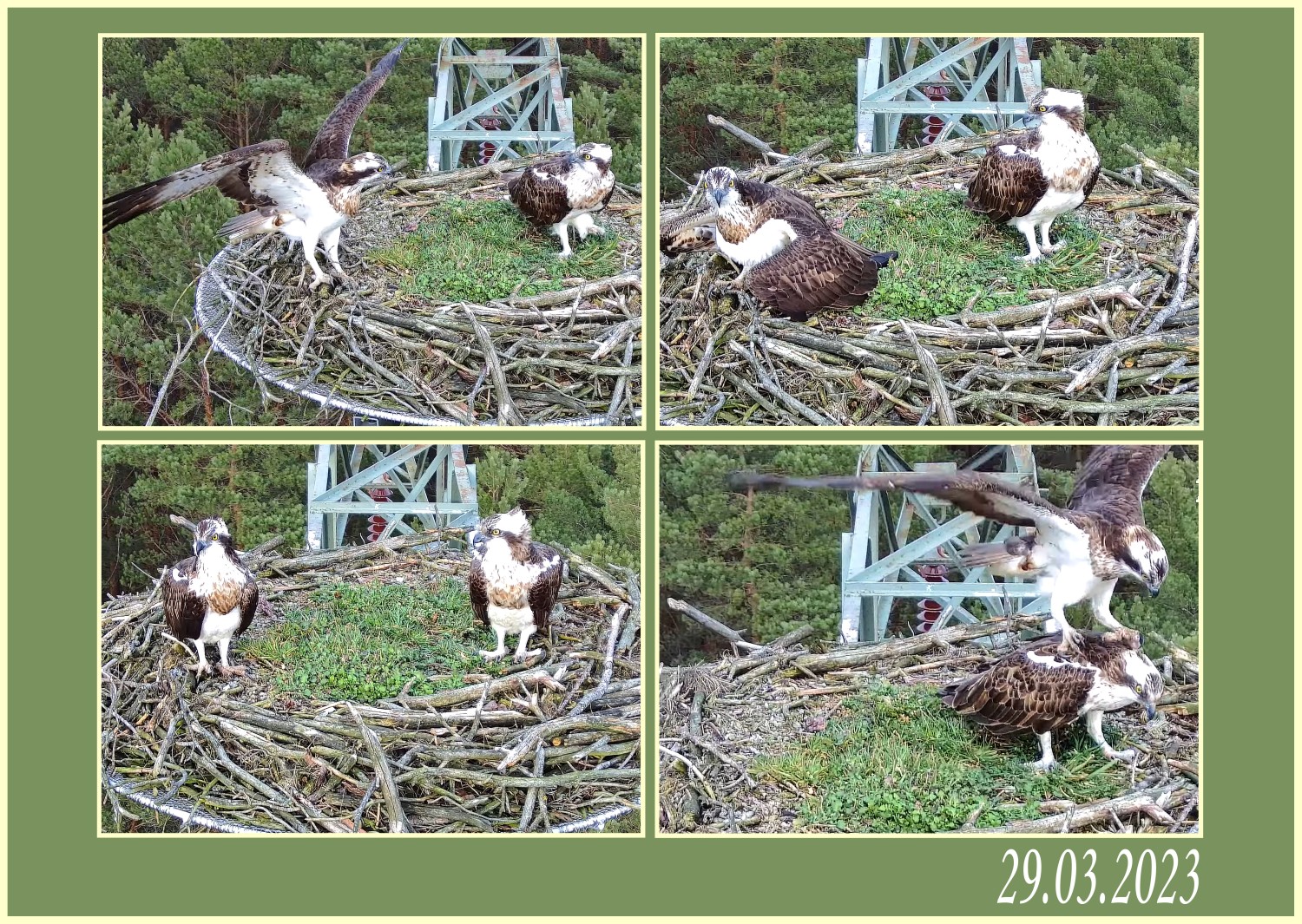 livebirdspoland_91368c77567ced08cff4830a8c71d34b.jpg
