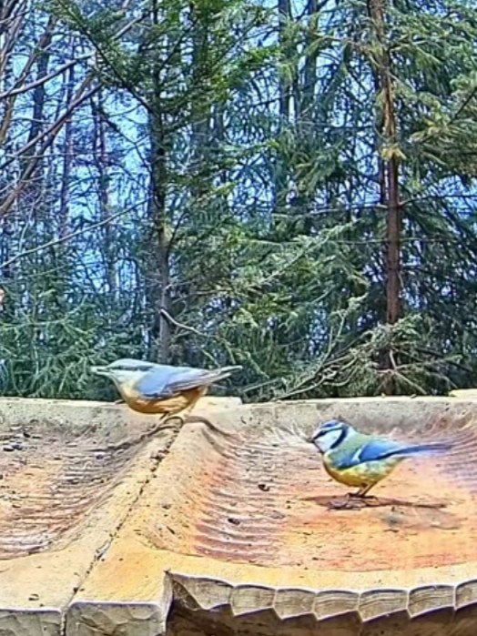 livebirdspoland_3620f779ebfac10eae05962869a953cb.jpg