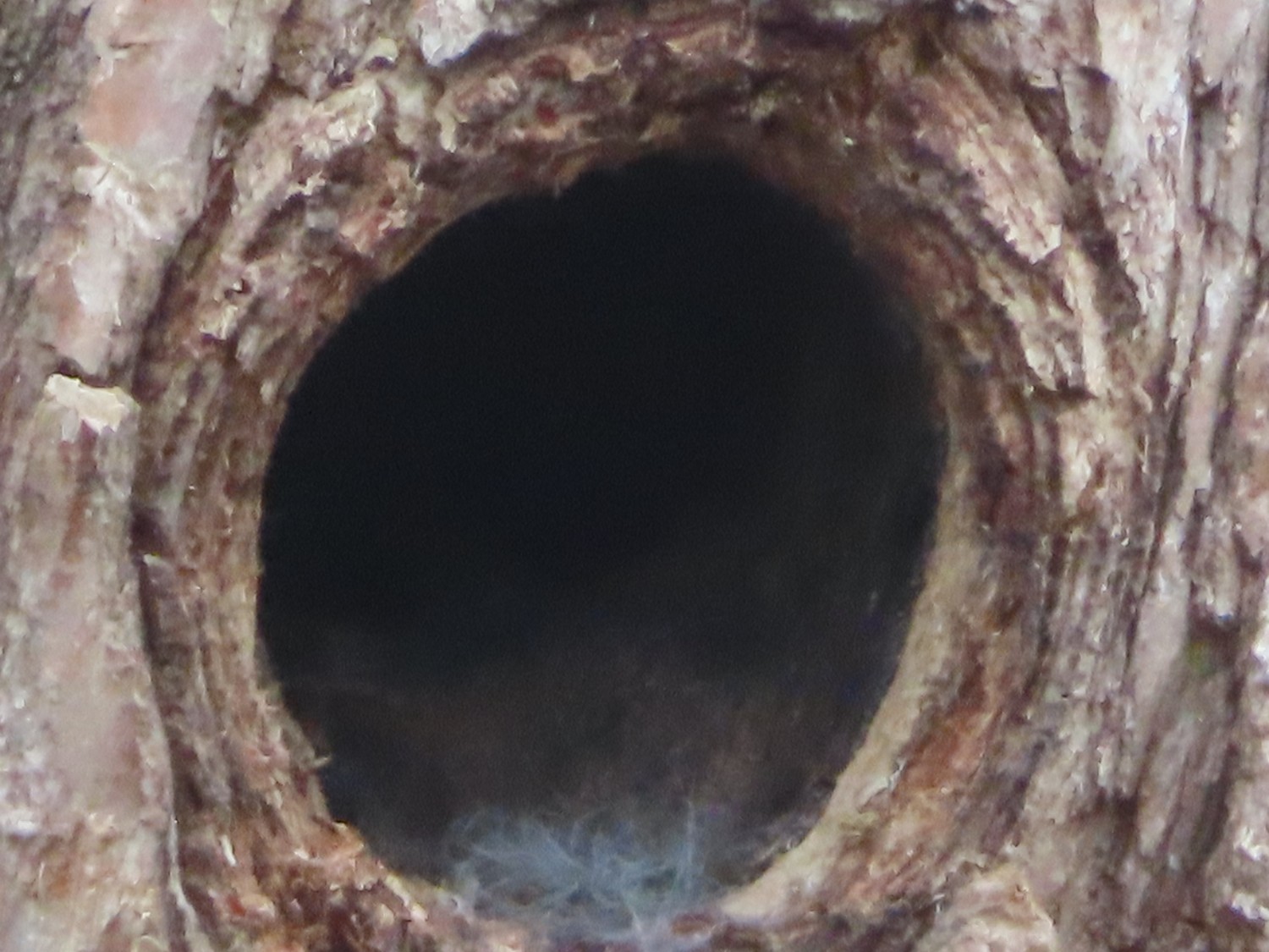 livebirdspoland_43075ac90c8d8a7731129d9826ed6fcb.jpg