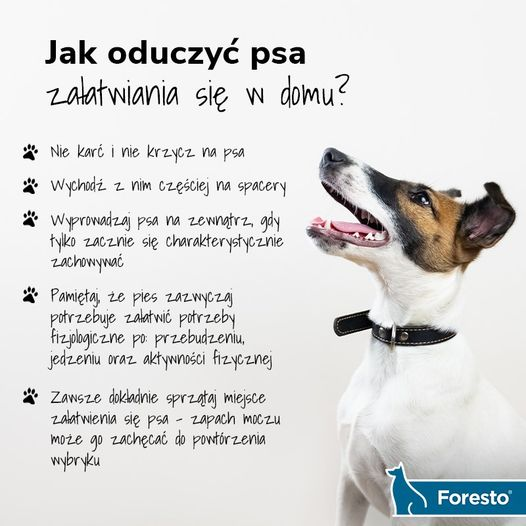 livebirdspoland_24069a4c662b07108274fc56ef9f333f.png
