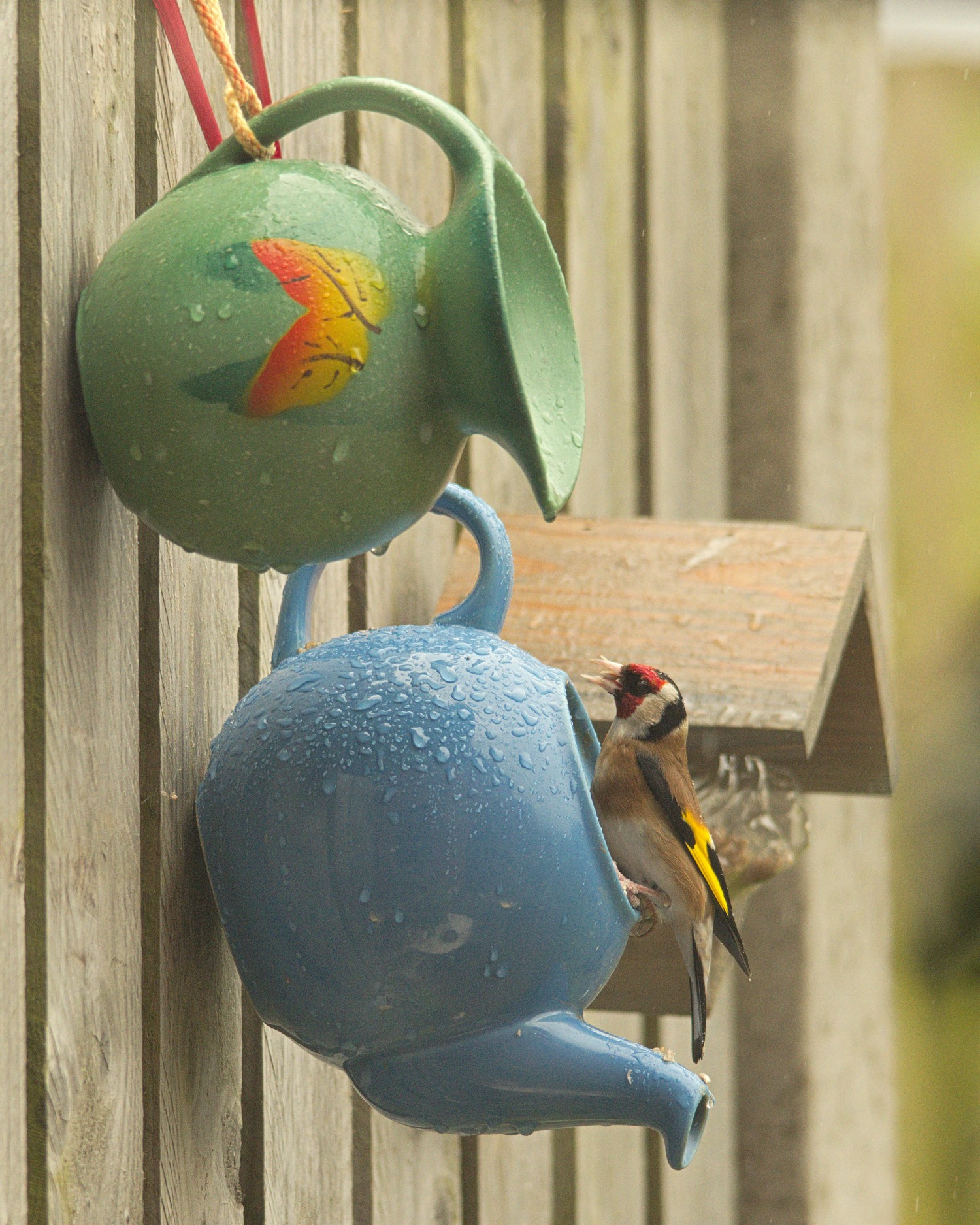 livebirdspoland_3b9dd40194dd15952895fc950986125e.jpg