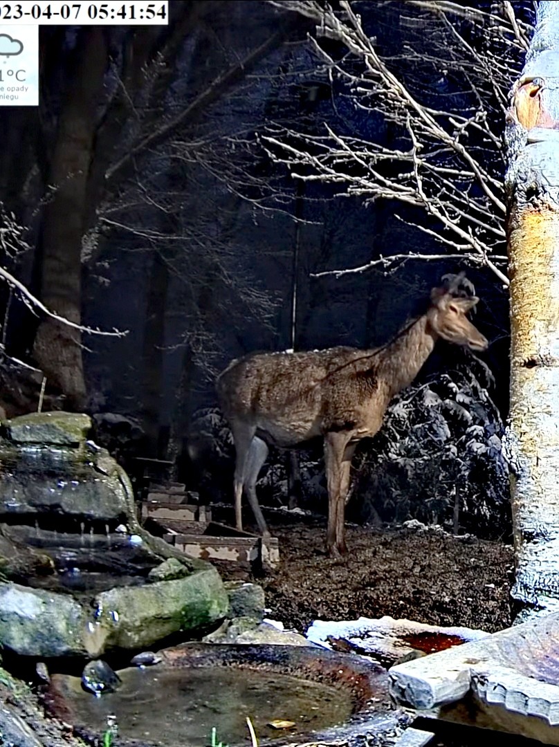 livebirdspoland_21cf5c54d36a3ac5f0ded5d81d80727e.jpg