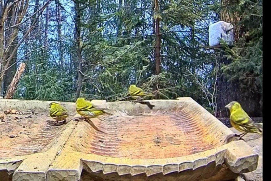 livebirdspoland_6ff8fd7b281071dd54c21a50620bd2ec.jpg