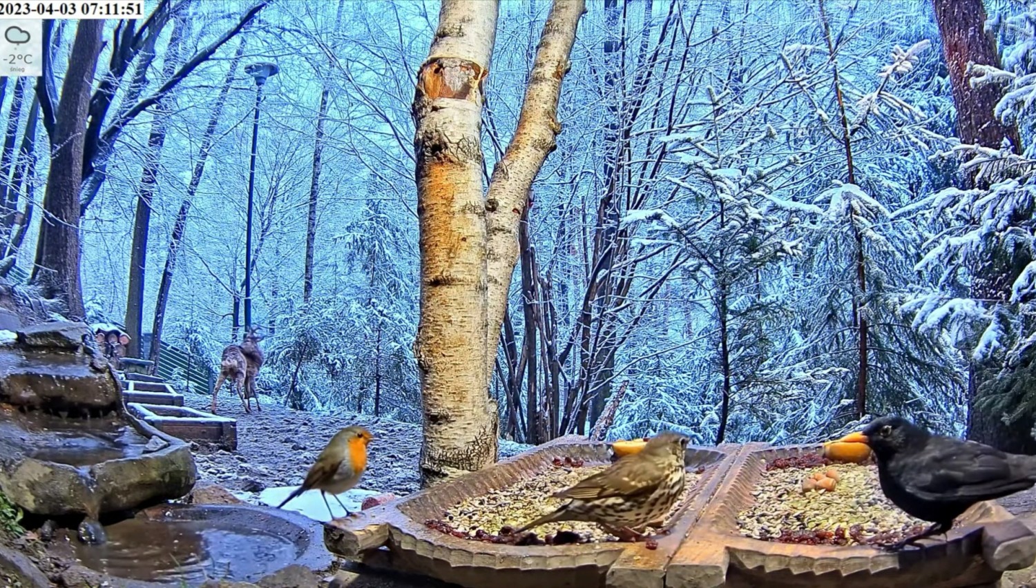livebirdspoland_0fb881d5f0052c943396f7353f89617b.jpg