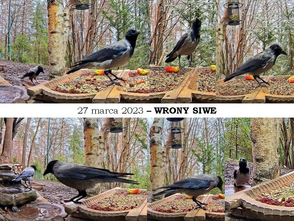 livebirdspoland_95f1f7067dc5eea08f8ad10e46d884a7.jpg
