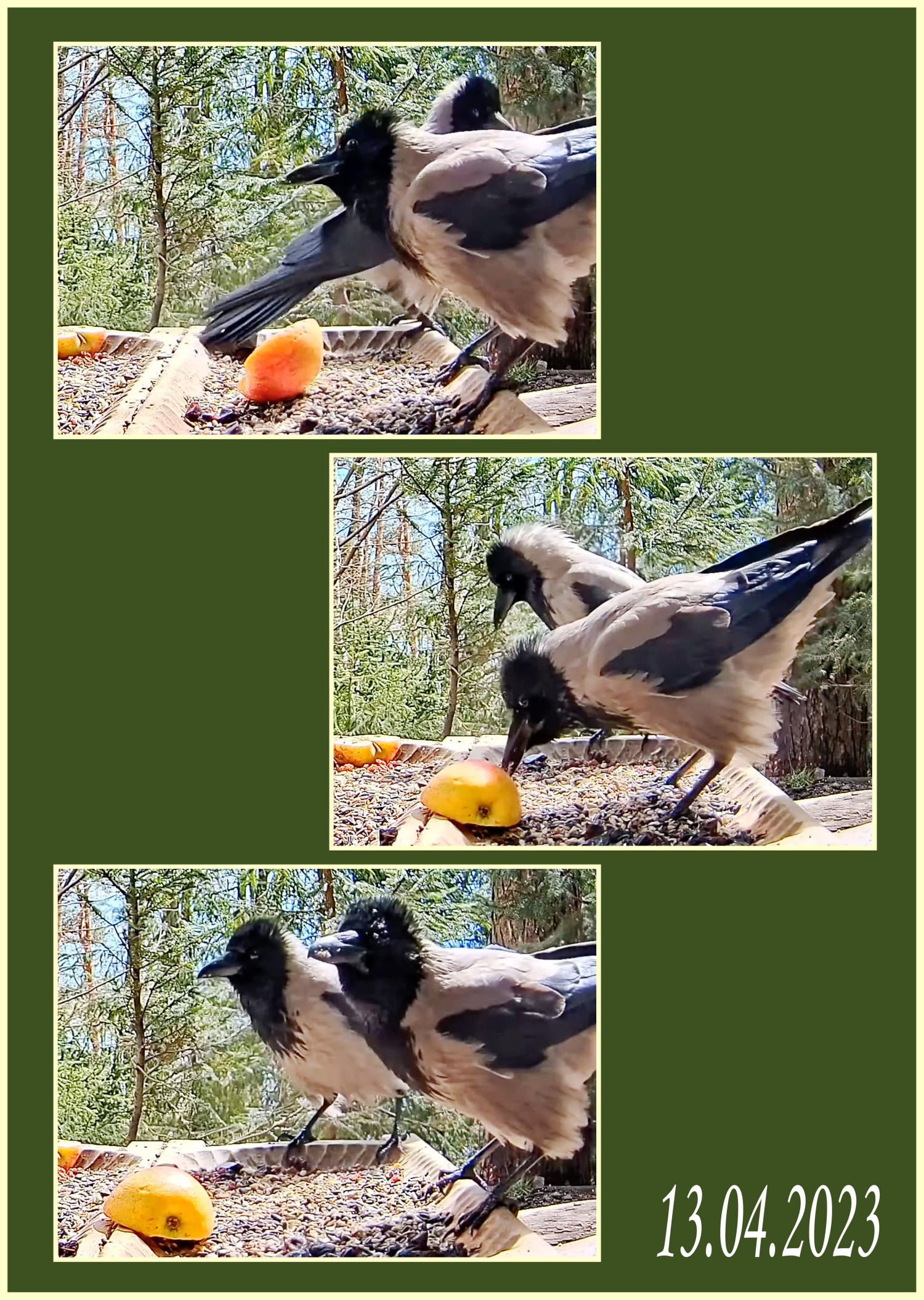 livebirdspoland_28b035e05cdf6c36a53b9bdc4b2b9755.jpg