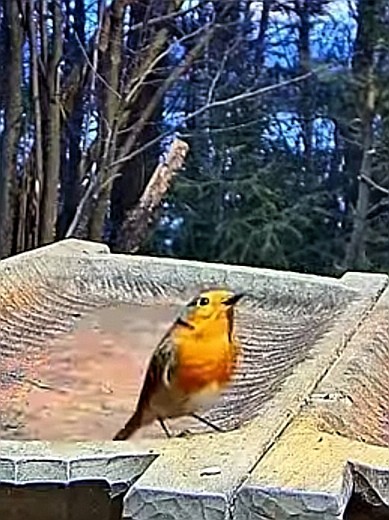 livebirdspoland_a795039b54a620e51b1f4240a71ea402.jpg