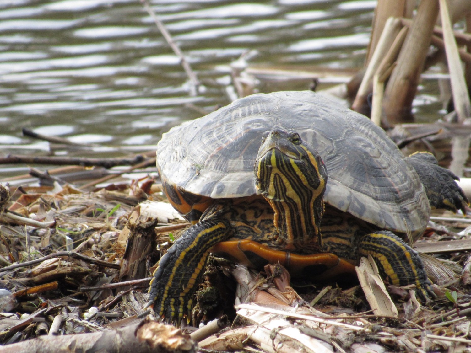 livebirdspoland_5340bc951598092cbcd23d9534ba2de1.jpg