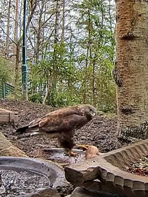 livebirdspoland_191159c1031c2d937eb70151c0b725ac.jpg