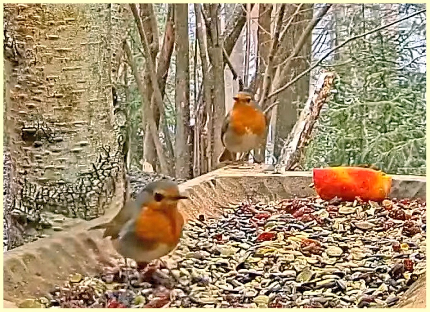 livebirdspoland_9e7130fa5e1107e28df162a057904d03.jpg