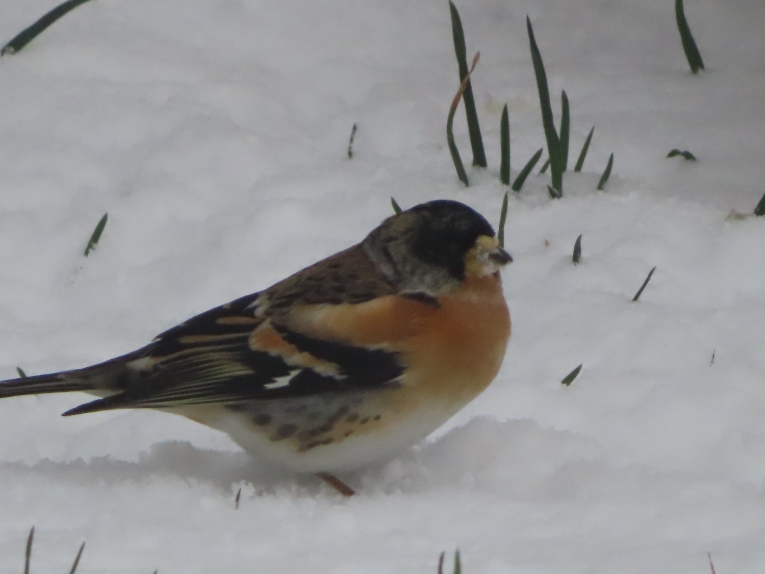 livebirdspoland_4fee8892496fc96156eb3e823d8abe0c.jpg