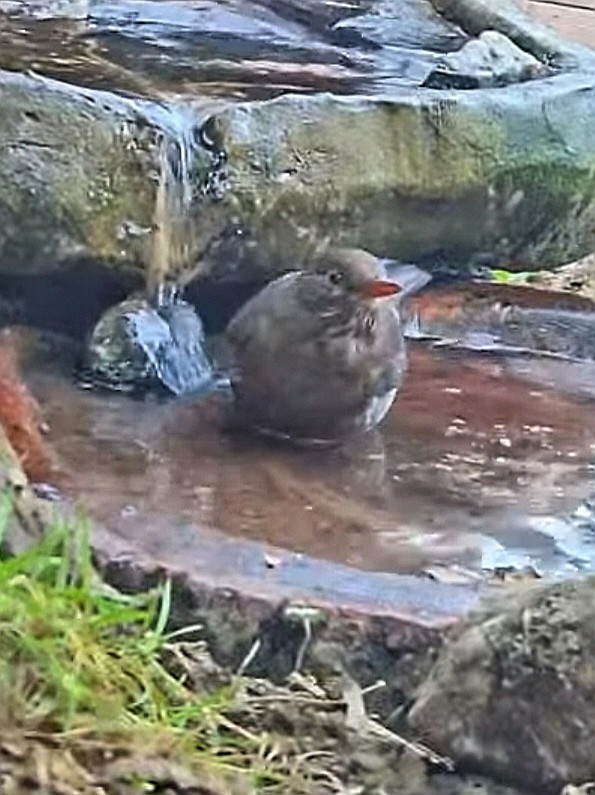 livebirdspoland_5f70efcc8439a0415bb94d8e99b71098.jpg