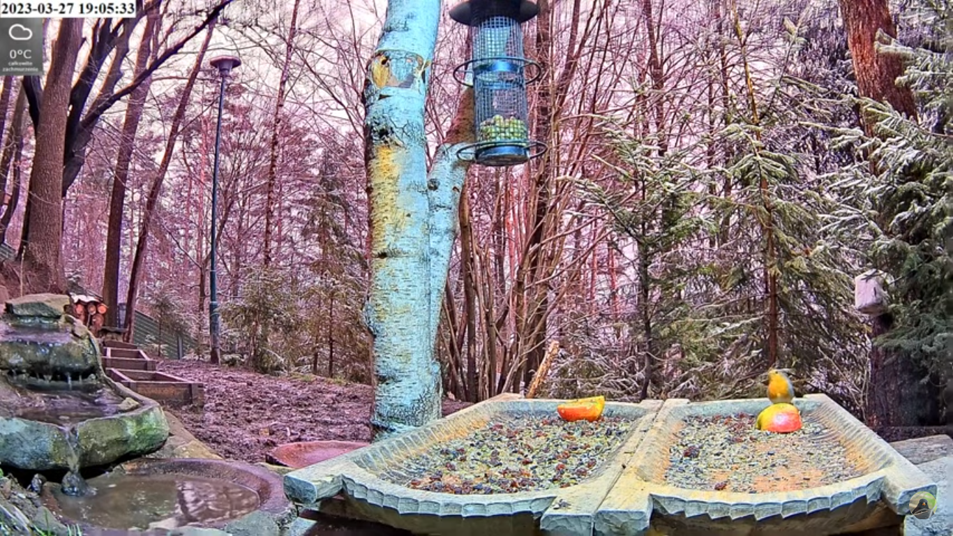 livebirdspoland_89683103b08bebf83ef2588e72b32034.png