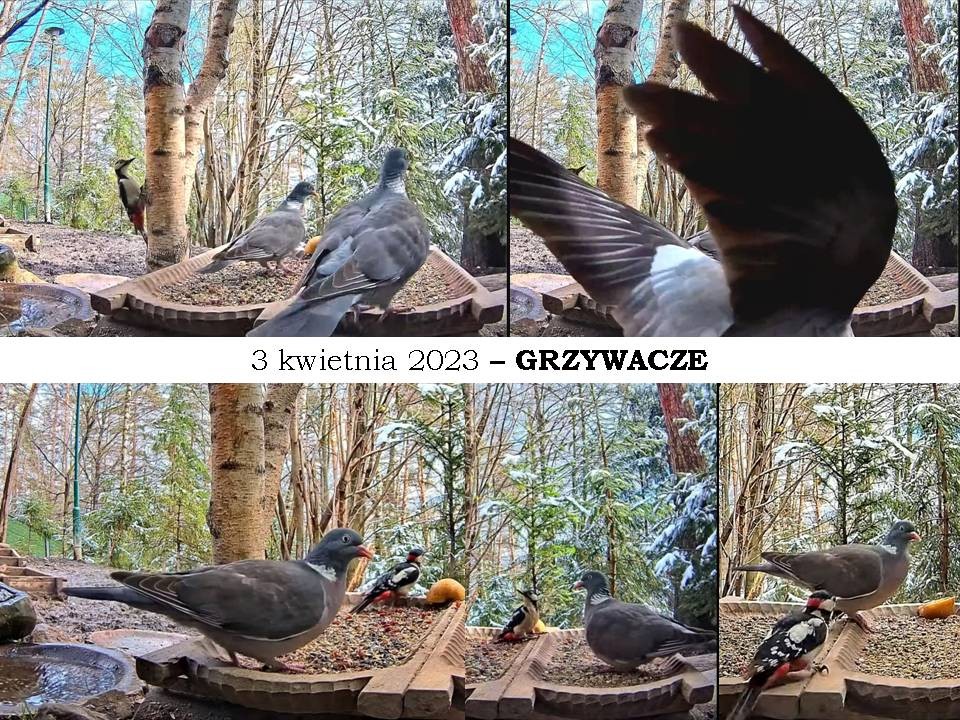livebirdspoland_57b68451a8e0d3d2101adf9c855330ea.jpg