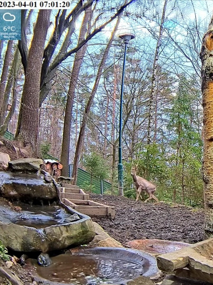 livebirdspoland_1cb53e392ada4996e6e1f4c01fb48606.jpg