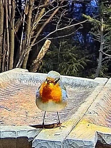 livebirdspoland_edfd25fa2a2c9cc751ec31ec48b574f6.jpg