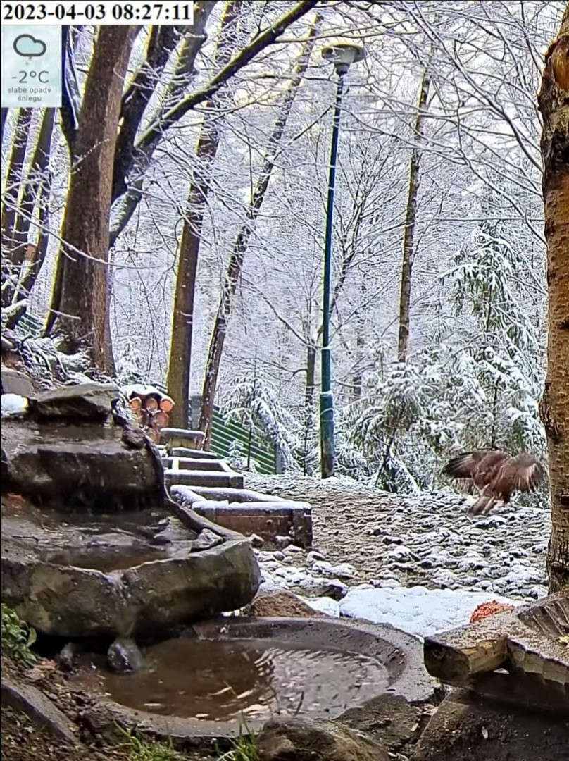 livebirdspoland_0e8cf534732d1d0f3c742038a3e58095.jpg