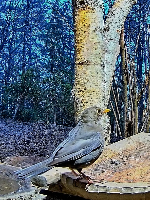 livebirdspoland_c5af2f24fa516bebcc8f86ece391e48f.jpg
