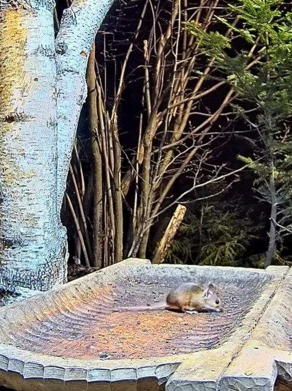 livebirdspoland_0d3c5c8c1382529fd236f1f8d9703395.jpg