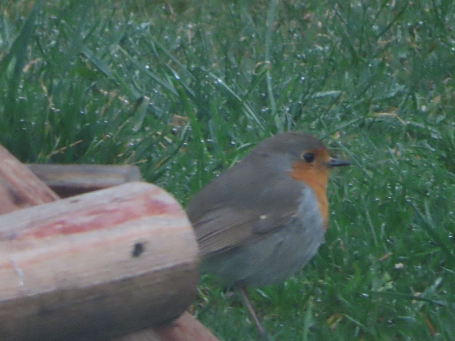 livebirdspoland_9b5180a1ce1094f54f8b97a2bea3a919.jpg