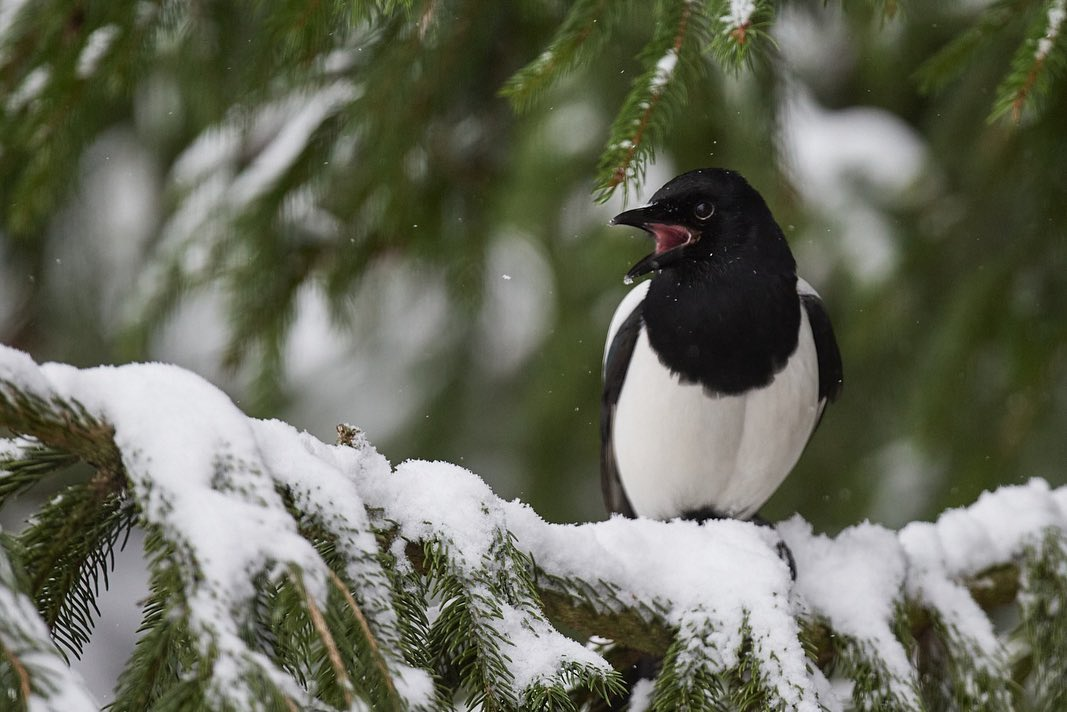 livebirdspoland_763f6d4fec1a77799072ef7f8ebf08d7.png