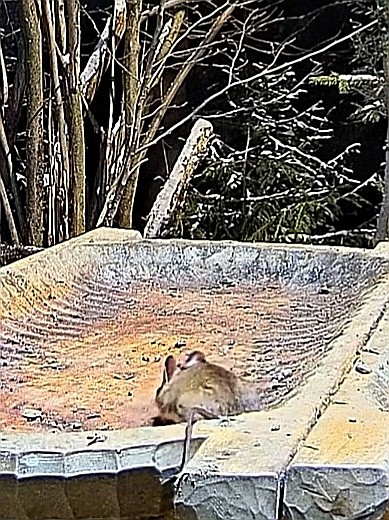 livebirdspoland_c4bae204c2ad96fbad9bdba471db337e.jpg